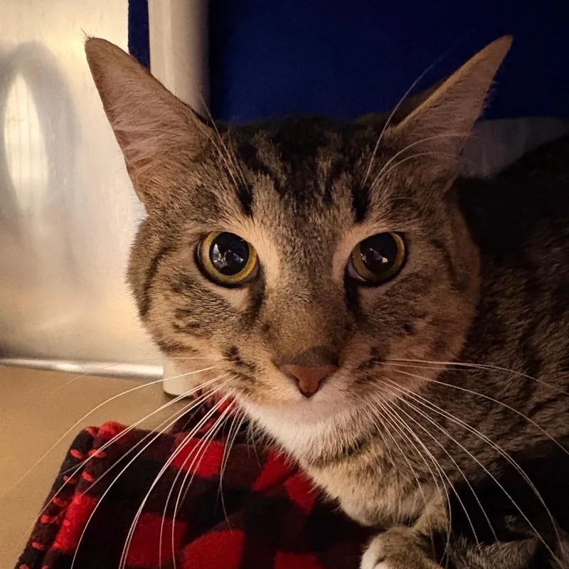 A senior medium-sized male Brown / Chocolate Domestic Short Hair cat named Sox for adoption in Greenville, SC