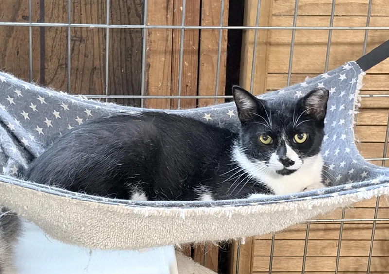 An adult medium-sized male Black & White / Tuxedo Tuxedo cat named Alistar for adoption in Independence, OH