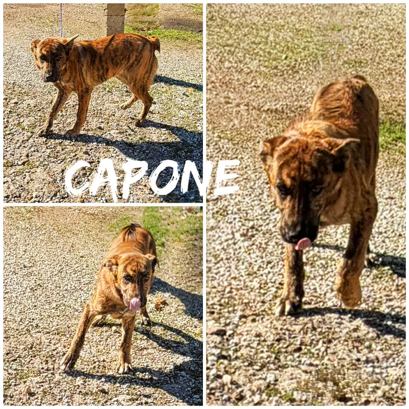 A young medium-sized male Brown / Chocolate Shepherd dog named Capone! for adoption in Saint James, MO