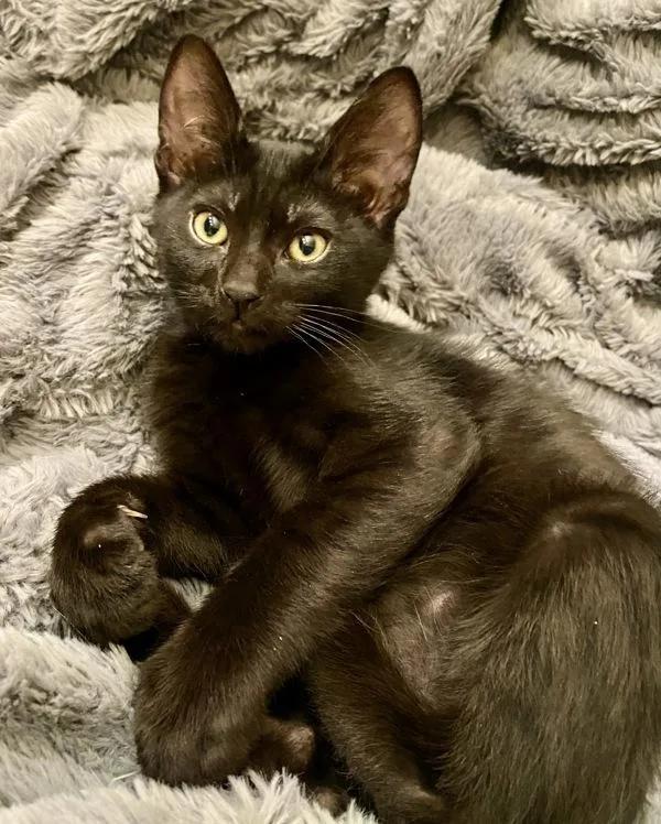 A baby small-sized male Domestic Short Hair cat named Klaus for adoption in Vallejo, CA