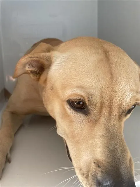 A young large-sized male Labrador Retriever dog named A for adoption in Houston, TX