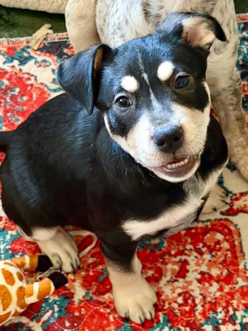 A baby medium-sized male Black Shepherd dog named Milo LH for adoption in Austin, TX