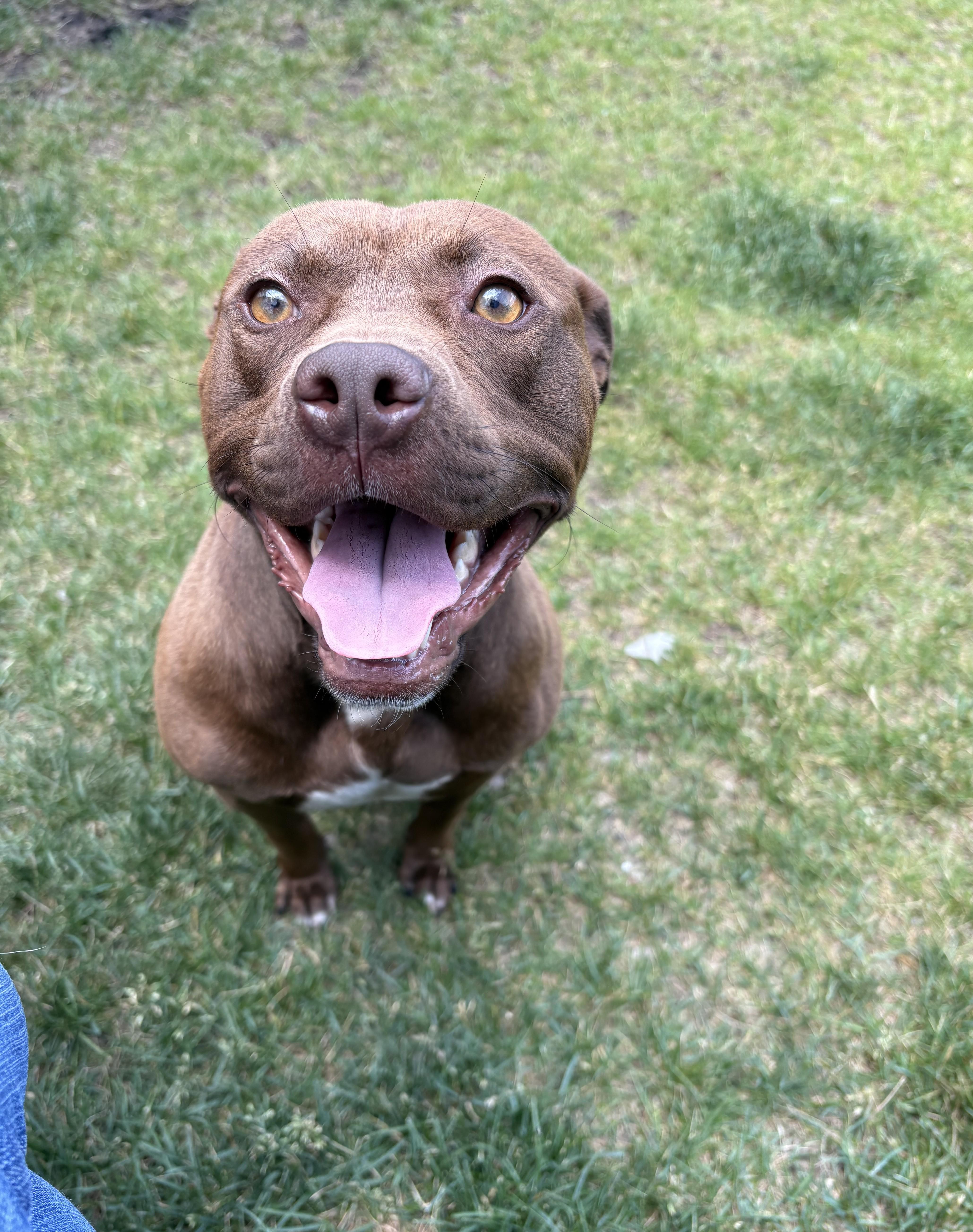 A young medium-sized male Brown / Chocolate Pit Bull Terrier dog named Danny for adoption in Kankakee, IL