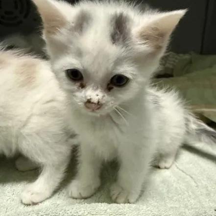 A baby medium-sized female White Domestic Short Hair cat named Smidge for adoption in Honesdale, PA