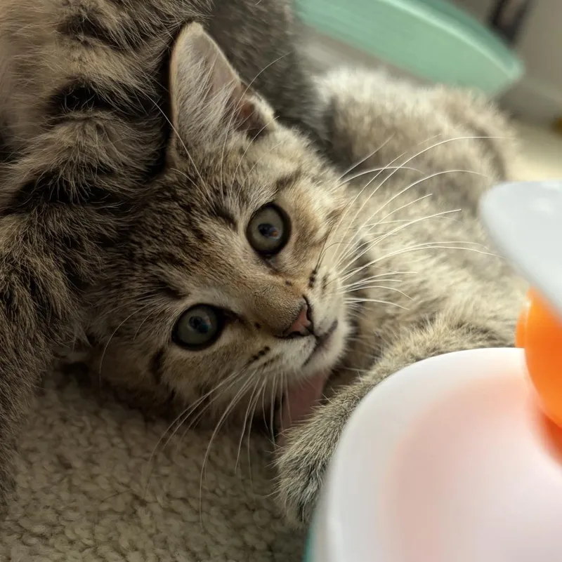 A baby medium-sized female Brown / Chocolate Domestic Short Hair cat named Marisol for adoption in Murfreesboro, TN