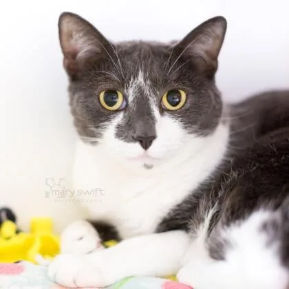 A senior large-sized female Domestic Short Hair cat named Tinkerbell for adoption in Reisterstown, MD