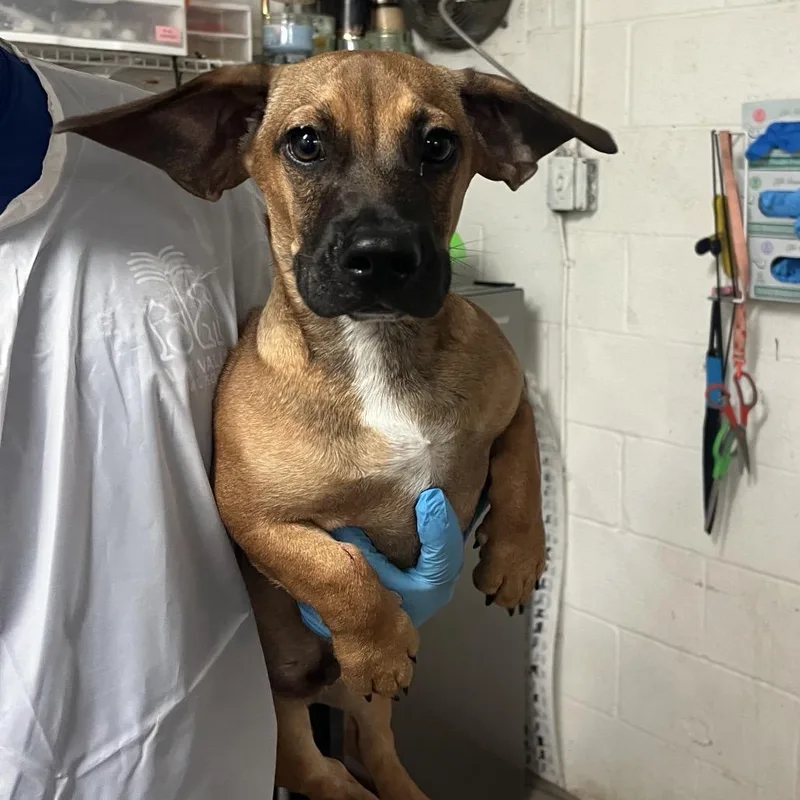 A young small-sized male Brown / Chocolate Dachshund dog named Panchito for adoption in Edinburg, TX
