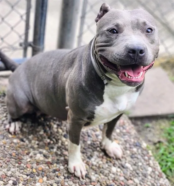 An adult medium-sized female Staffordshire Bull Terrier dog named Bonita for adoption in Houston, TX