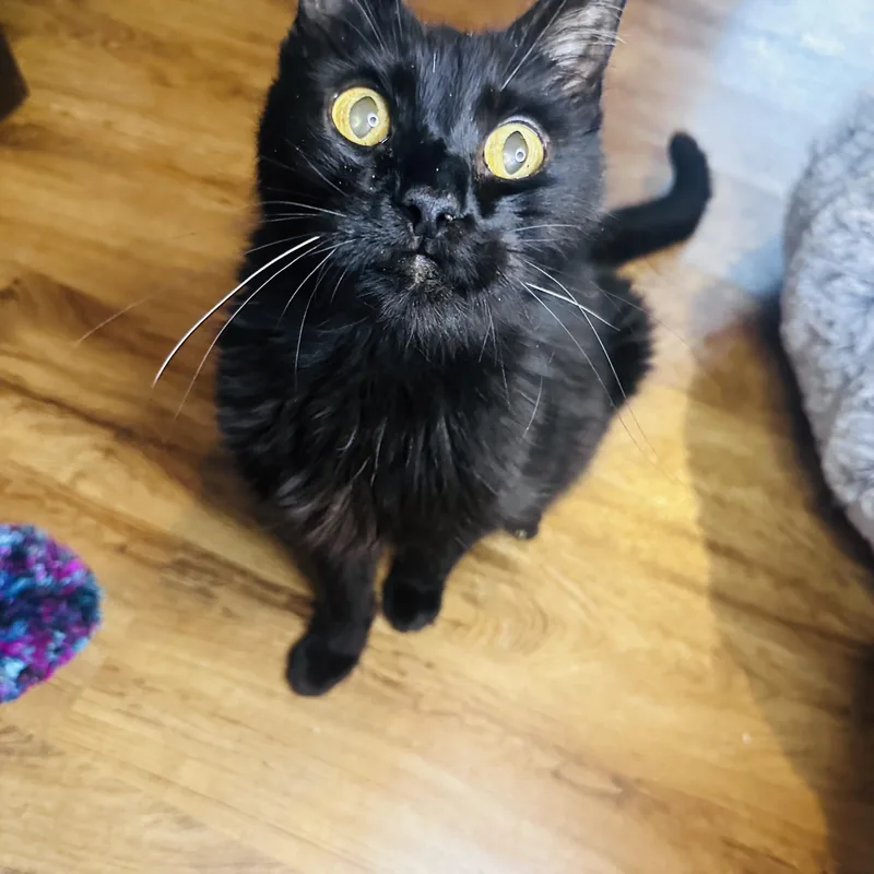 A senior medium-sized male Black American Shorthair cat named Gary for adoption in Nashville, TN