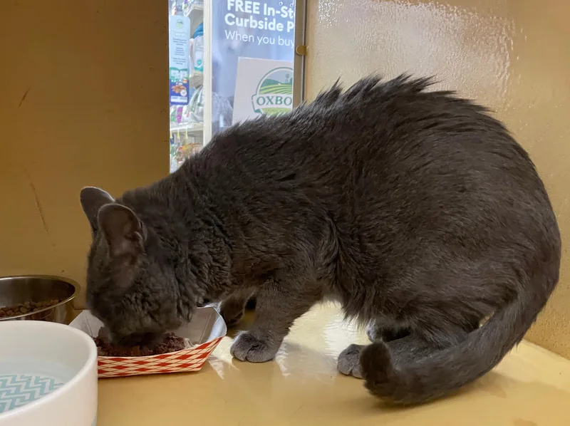 A young medium-sized male Domestic Short Hair cat named Roger for adoption in Melrose, MA