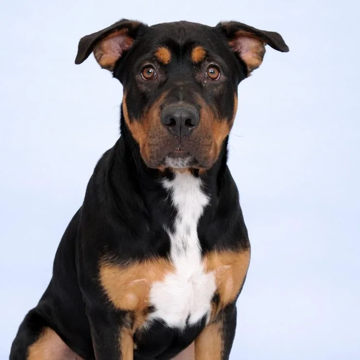 A baby medium-sized male Black Rottweiler dog named Leif for adoption in Concord, NC