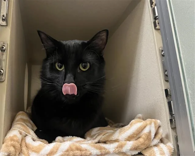 A young small-sized male Domestic Short Hair cat named Emmett for adoption in Denver, CO
