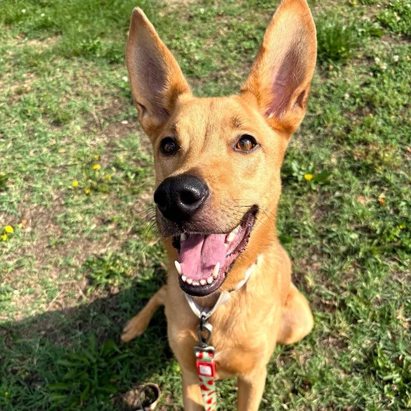 An adult medium-sized female Yellow / Tan / Blond / Fawn Mixed Breed dog named Aero for adoption in Fredericksburg, VA