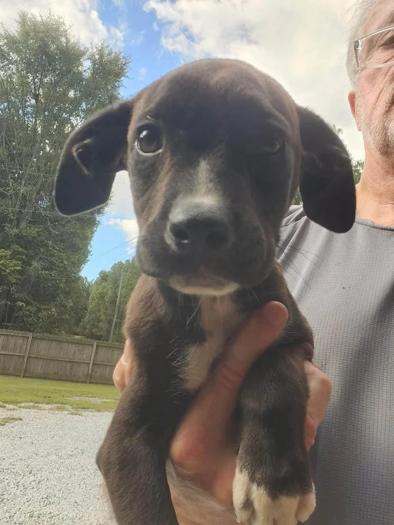 A baby medium-sized female Mixed Breed dog named Marin for adoption in Holbrook, NY