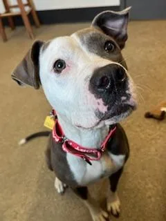A young medium-sized female Gray / Blue / Silver Pit Bull Terrier dog named Prof for adoption in Cleveland, OH