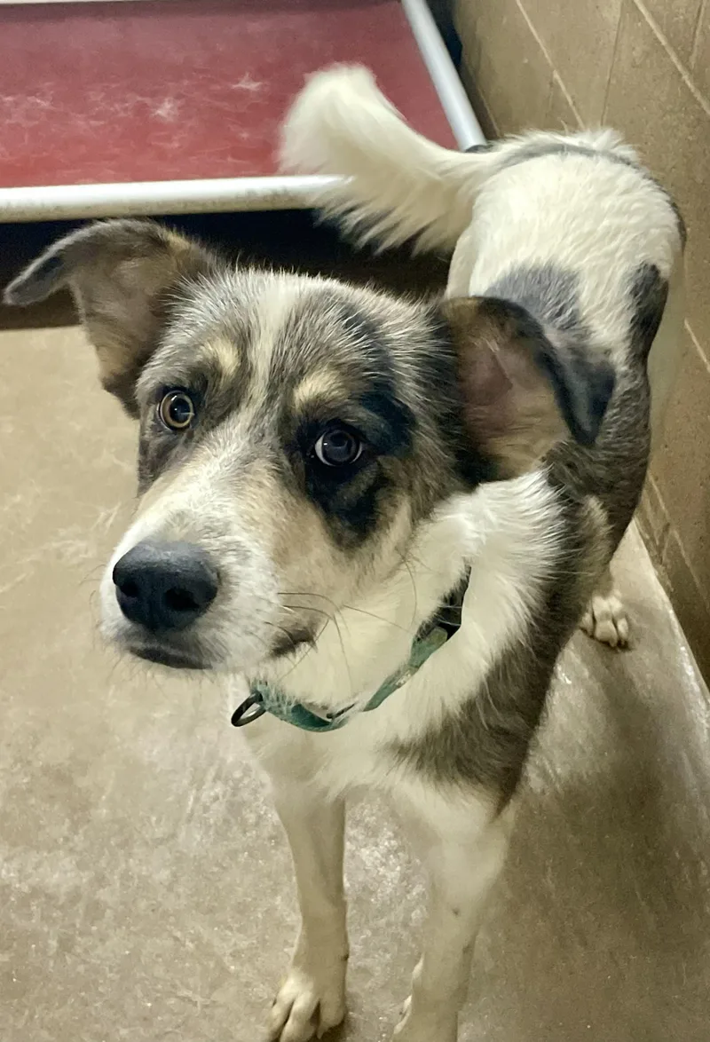 A young large-sized male Bicolor Australian Shepherd dog named Chester for adoption in Lacon, IL