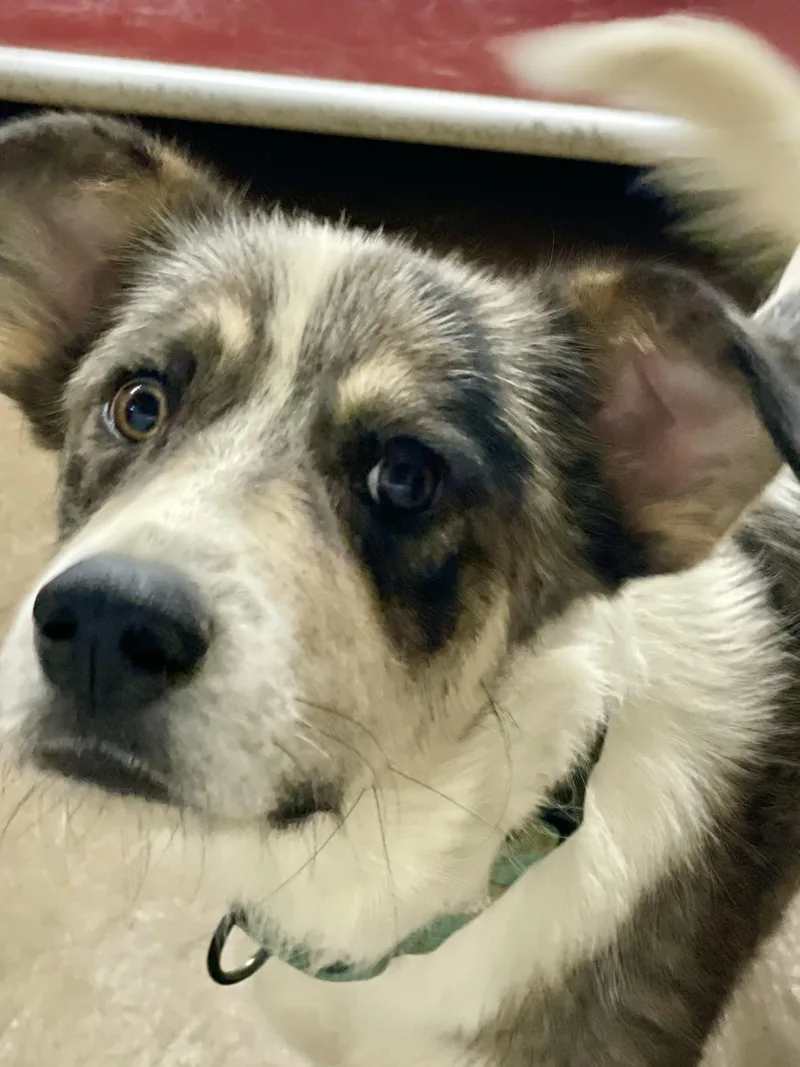 Chester thumbnail 5