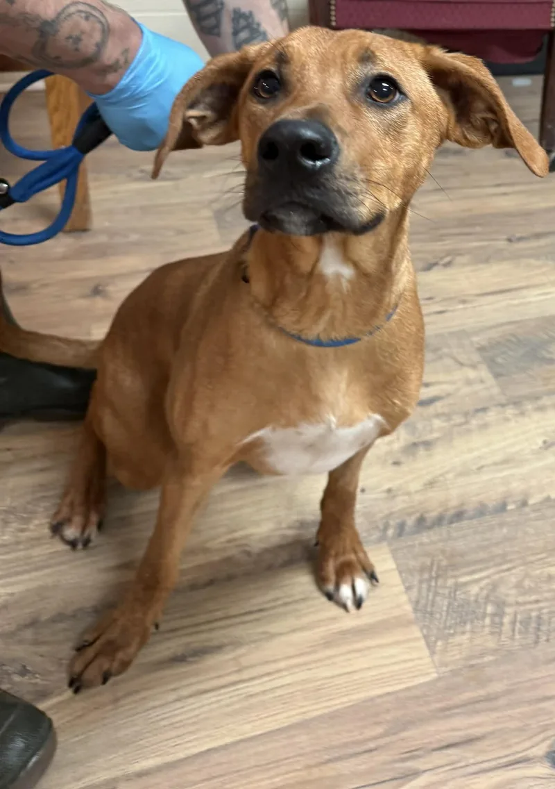 A young medium-sized male Red / Chestnut / Orange Redbone Coonhound dog named Clyde for adoption in Baxter, KY