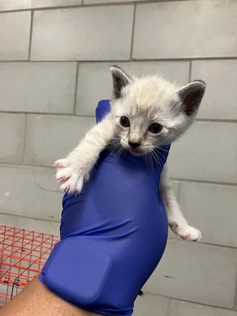 A baby small-sized male Domestic Short Hair cat named Vanilla for adoption in Dallas, TX