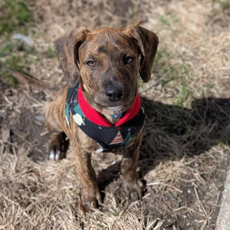 A baby medium-sized female Brindle Pit Bull Terrier dog named Juno for adoption in Salem, NH