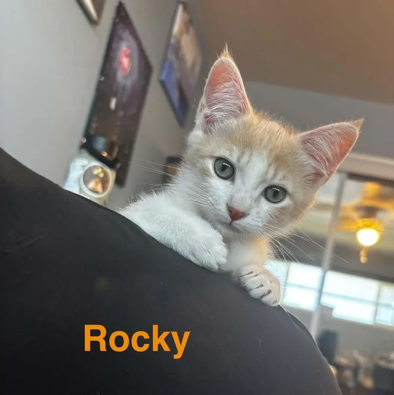 A baby small-sized male Tabby (Orange / Red) Domestic Short Hair cat named Rocky for adoption in Antioch, CA