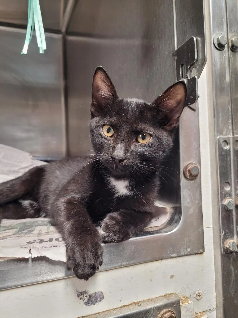 A baby small-sized male Domestic Short Hair cat named Elton for adoption in Hopkinsville, KY
