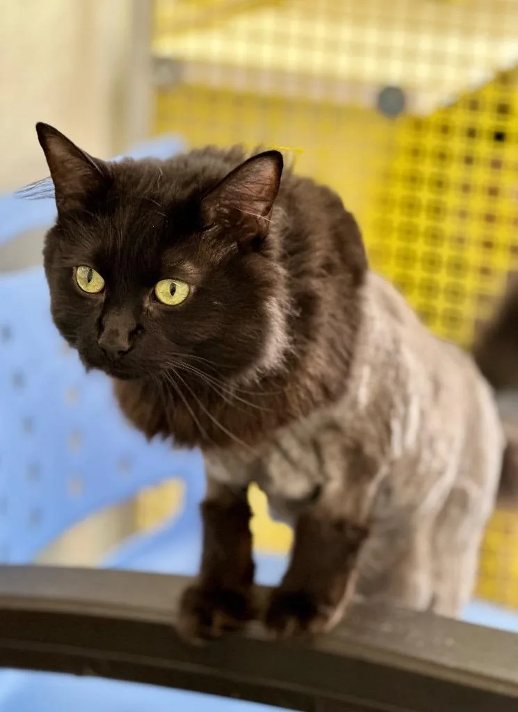 An adult medium-sized male Domestic Long Hair cat named Toby for adoption in Cumberland, ME