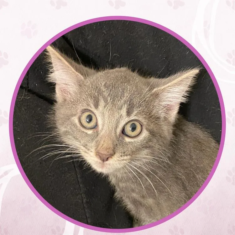 A baby small-sized male Tabby (Brown / Chocolate) Domestic Short Hair cat named Zydeco for adoption in Toms River, NJ