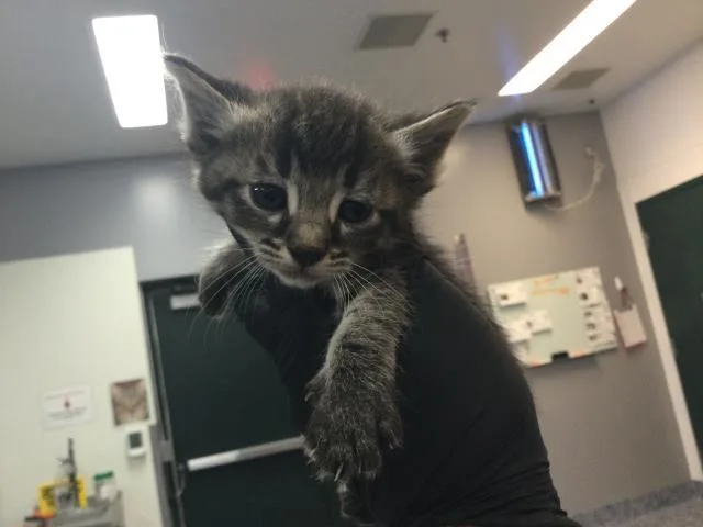 A baby small-sized male Domestic Short Hair cat named Reuben for adoption in Thousand Palms, CA