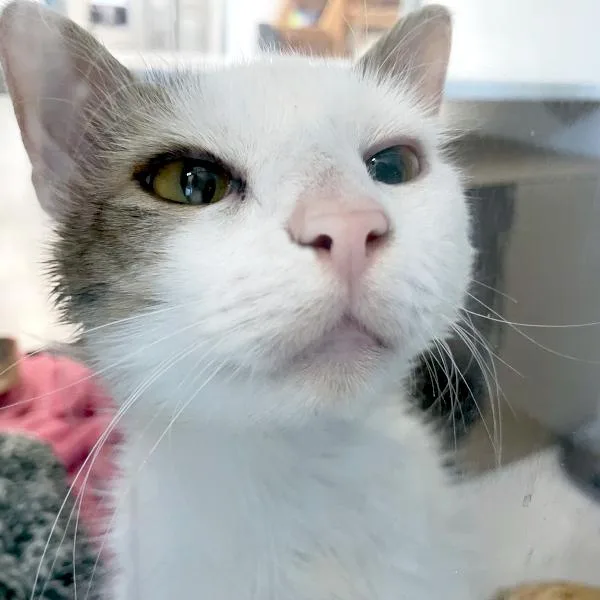 An adult medium-sized male Domestic Short Hair cat named Ronaldo for adoption in Des Moines, IA