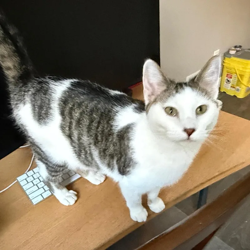 Coco Pop thumbnail 2