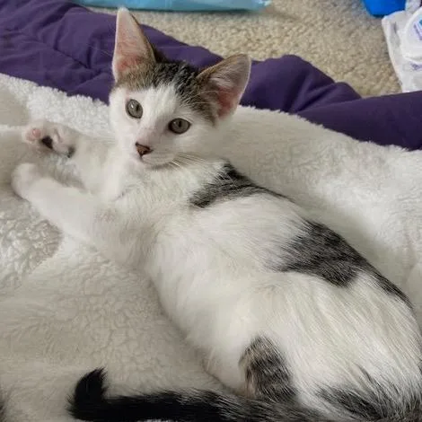 Coco Pop thumbnail 3