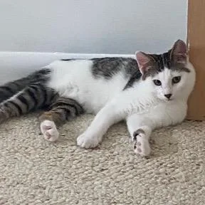 Coco Pop thumbnail 4