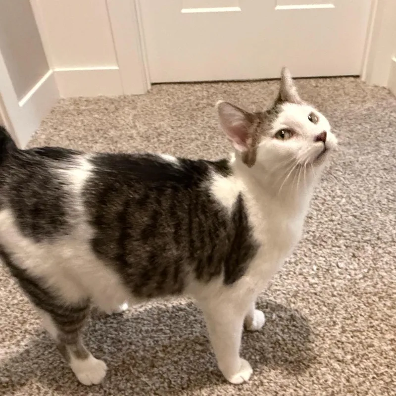 Coco Pop thumbnail 5