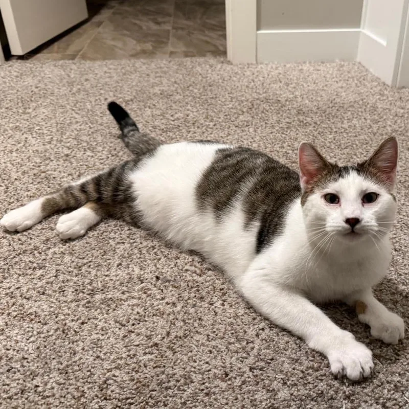 Coco Pop thumbnail 6