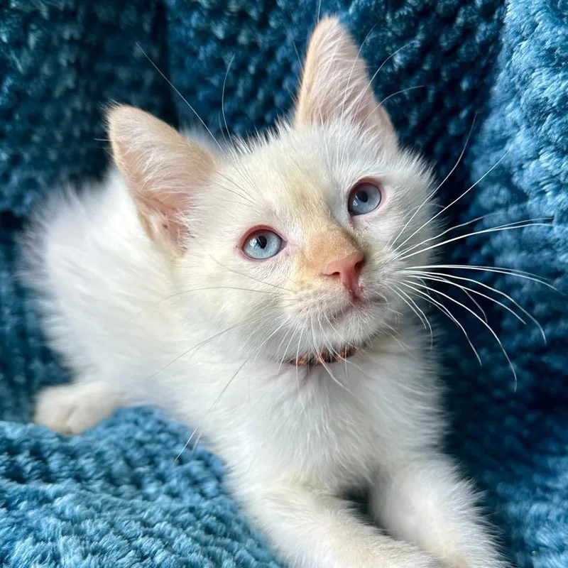 A baby small-sized male White Siamese cat named Mosby for adoption in Santa Fe, TX