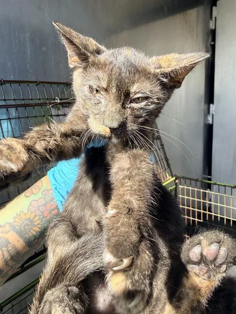 A baby small-sized female Domestic Short Hair cat named A for adoption in San Antonio, TX