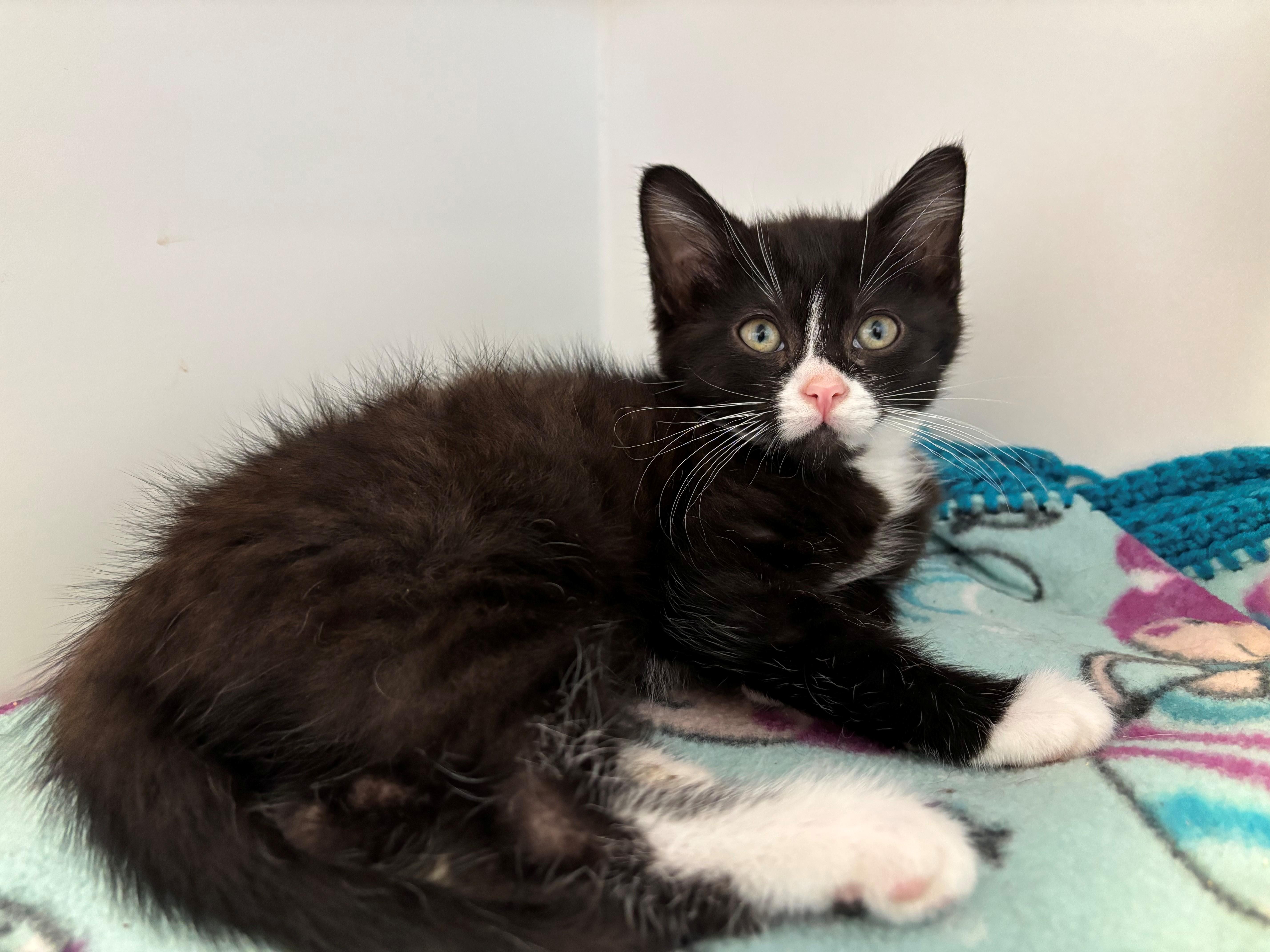 A baby medium-sized male Black & White / Tuxedo Domestic Medium Hair cat named Lil Sketti for adoption in Grants Pass, OR