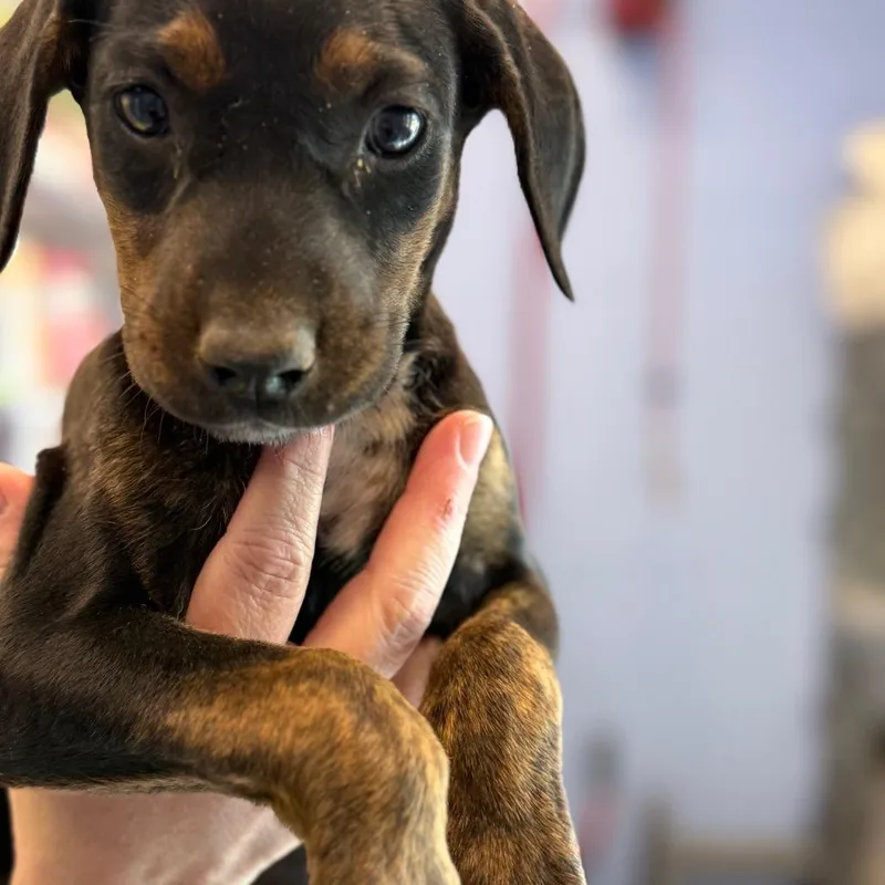A baby small-sized female Brown / Chocolate Dalmatian dog named Rissa for adoption in Madisonville, TN