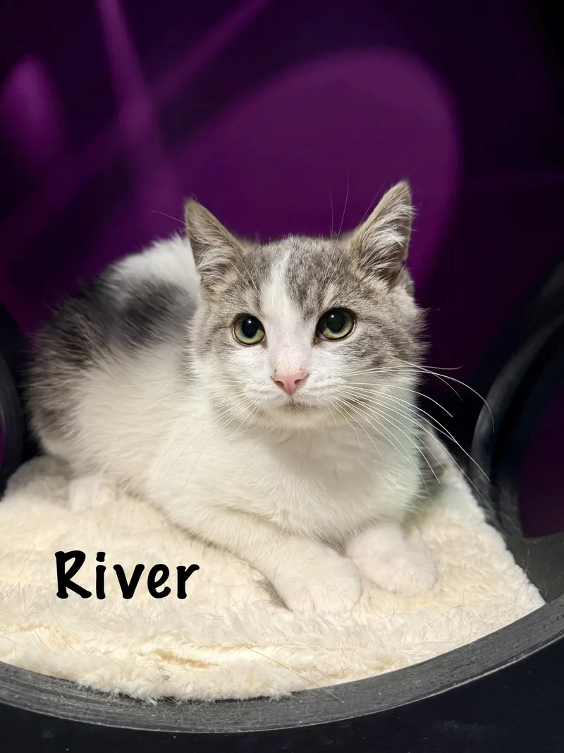 A baby medium-sized male Gray & White Domestic Short Hair cat named River for adoption in Frewsburg, NY