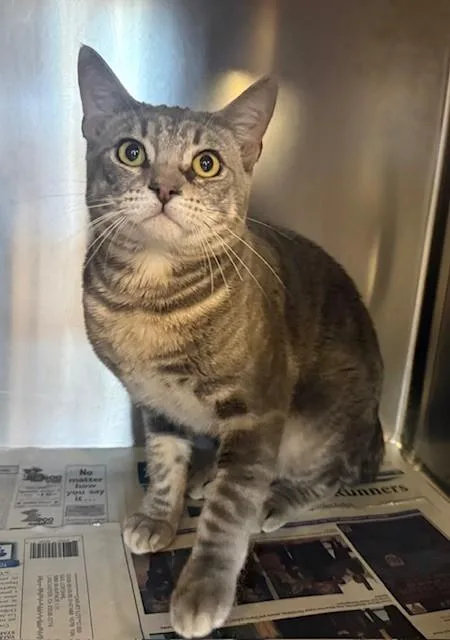 A young medium-sized male Domestic Short Hair cat named A for adoption in Lancaster, CA