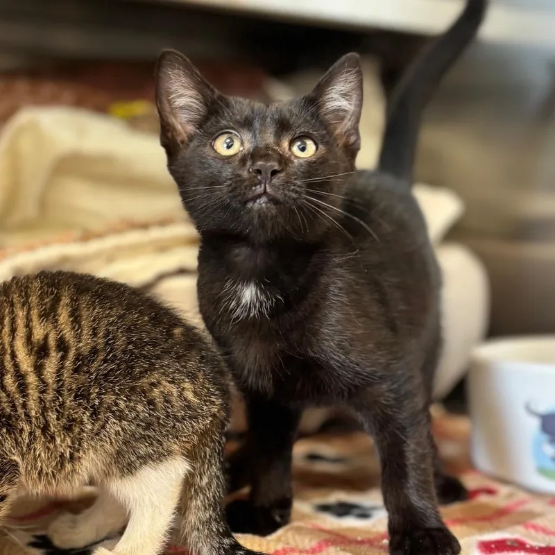 A baby small-sized male Black Domestic Short Hair cat named Cinder for adoption in Nashville, IN