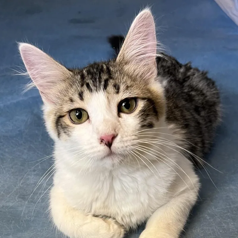A baby small-sized male White Domestic Long Hair cat named Mr. Darcy for adoption in Laramie, WY
