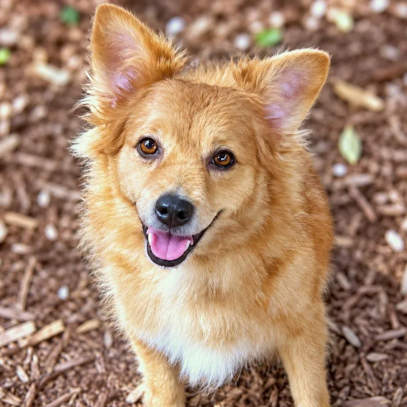 An adult small-sized female Chihuahua dog named Norah for adoption in Boerne, TX