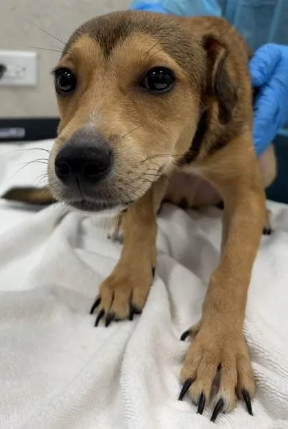 A young small-sized male Carolina Dog dog named Rex for adoption in Honolulu, HI