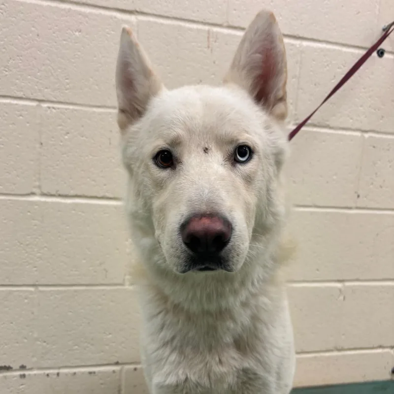 A young large-sized male Mixed Breed dog named Saur for adoption in Memphis, TN