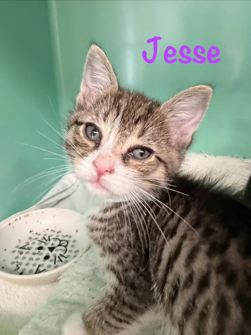 Jesse