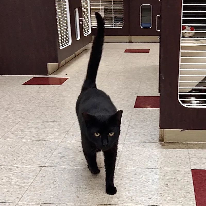 An adult large-sized male Black Domestic Short Hair cat named Wybie for adoption in Waynesboro, PA