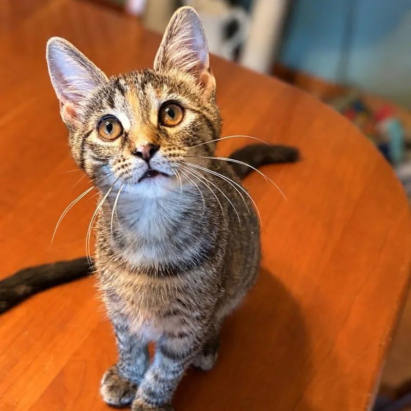 A baby small-sized female Domestic Short Hair cat named Ginger for adoption in Smicksburg, pa 16256, PA