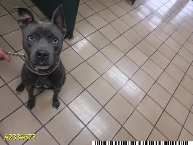 A young medium-sized male Mixed Breed dog named Bear for adoption in West Palm Beach, FL